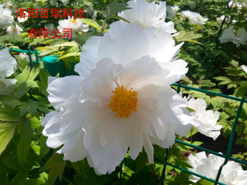 1587021203732394.png 圖片4.png