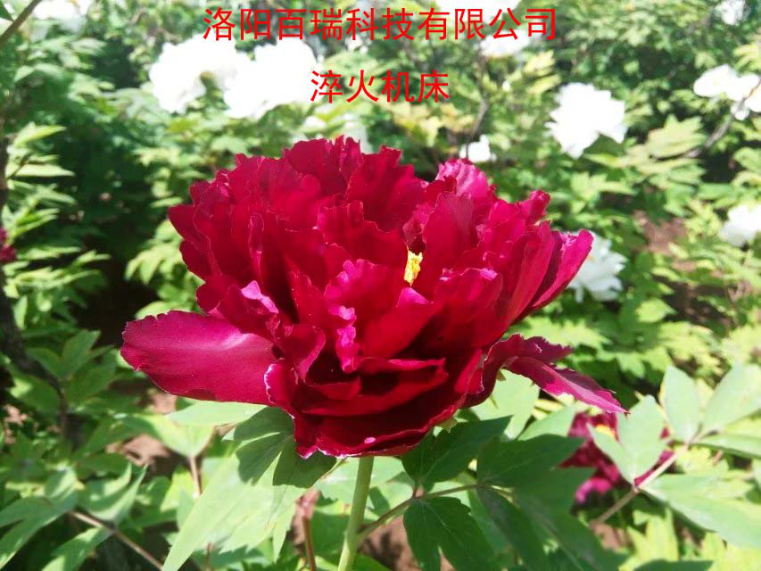 1587021347257569.png 圖片11.png